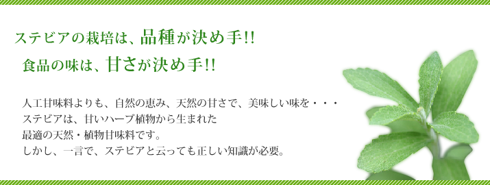 ステビアの栽培は、品種が決め手!!食品の味は、甘さが決め手!!